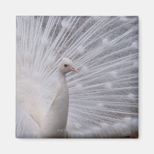 Imán Pavo real blanco