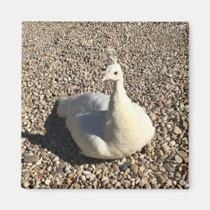 Imán Pavo Real Blanco, Idaho
