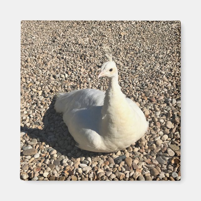 Imán Pavo Real Blanco, Idaho (Frente)