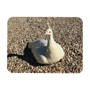 Imán Pavo Real Blanco, Idaho