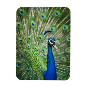 Imán Pavo real de griterío