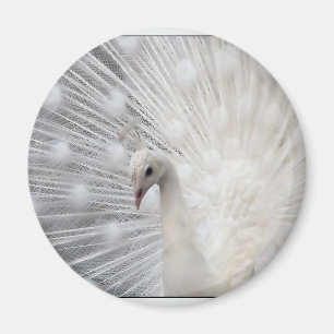 Imán Pavo real del albino