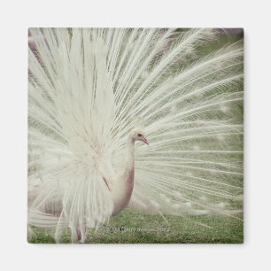 Imán Pavo real del albino