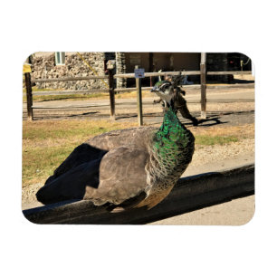 Imán Pavo real en una cerca, Idaho