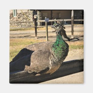 Imán Pavo real en una cerca, Idaho