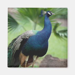 Imán Pavo real encaramado en roca