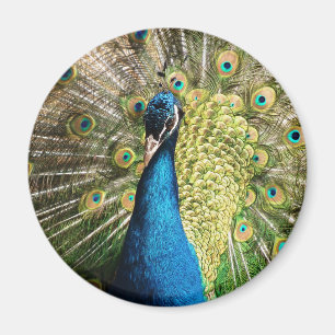 Imán Pavo real hermoso