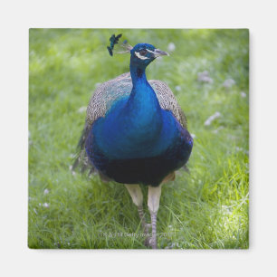 Imán Pavo real masculino (cristatus del Pavo)