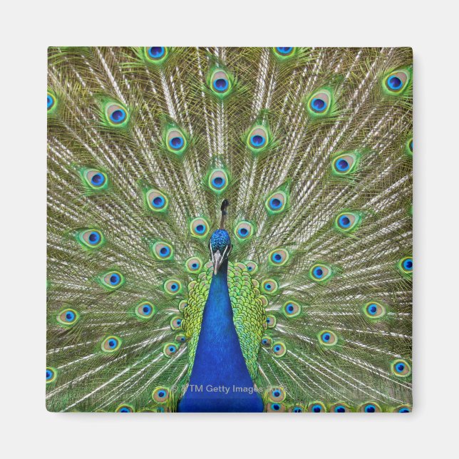 Imán Pavo real mostrando sus plumas (Frente)