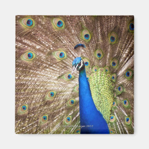 Imán Pavo real que exhibe el plumaje