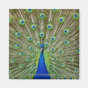 Imán Pavo real que muestra sus plumas