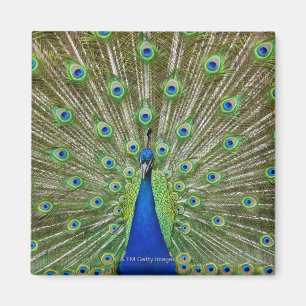 Imán Pavo real que muestra sus plumas, como parte de a