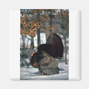 Imán Pavo salvaje del este, gobbler grande que apuntala