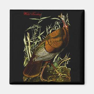 Imán Pavo silvestre de Audubon Aves norteamericanas Edu