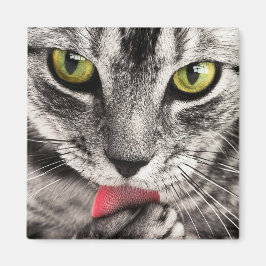 Imán Paw de golpes de gatos en tabby