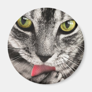 Imán Paw de golpes de gatos en tabby