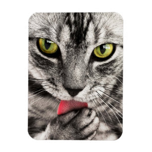 Imán Paw de golpes de gatos en tabby