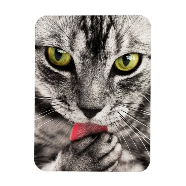 Imán Paw de golpes de gatos en tabby (Vertical)