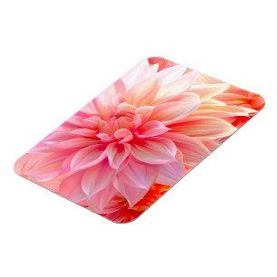Imán Peach Rubor Dahlia Blossom