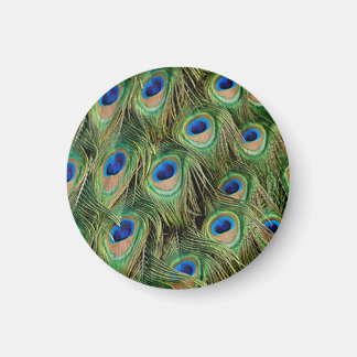 Imán Peacock