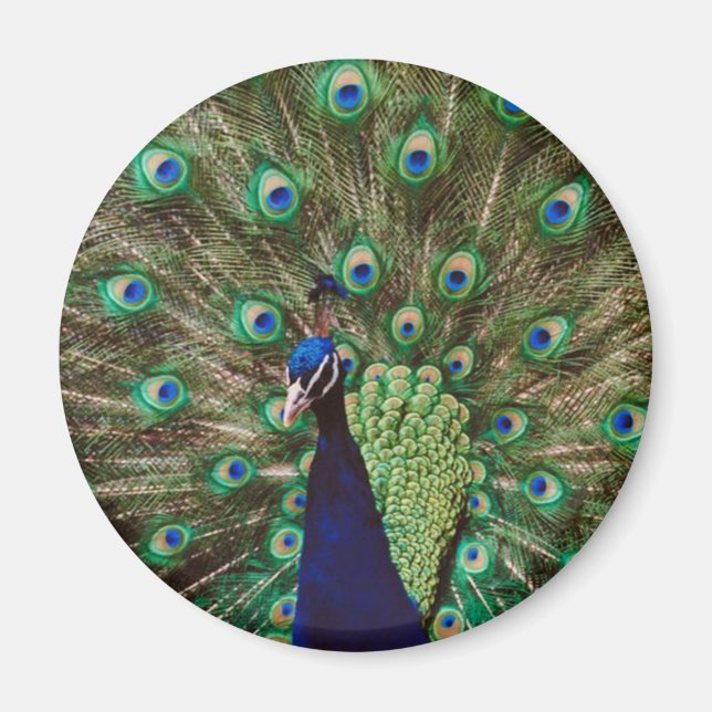 Imán Peacock (Frente)