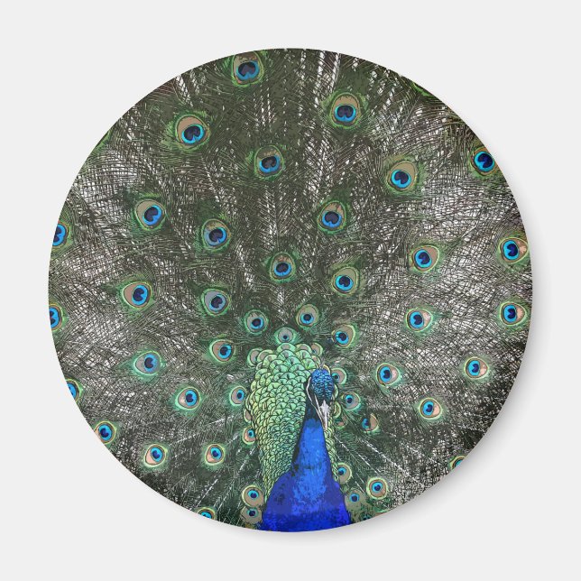 Imán Peacock (Frente)