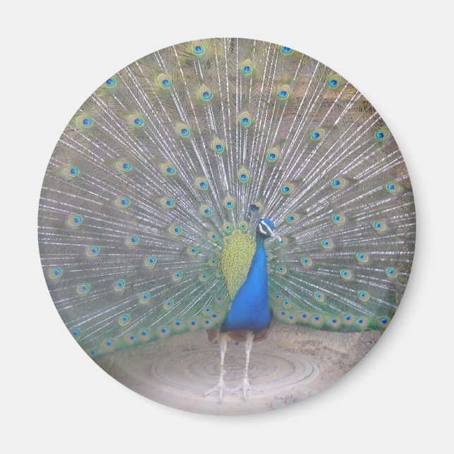 Imán Peacock (Frente)