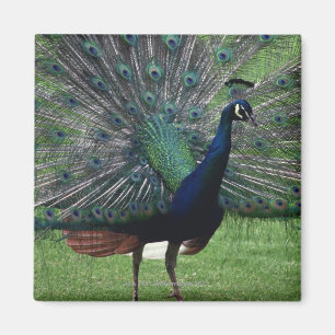Imán Peacock