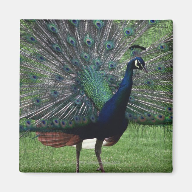 Imán Peacock (Frente)