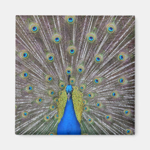 Imán Peacock