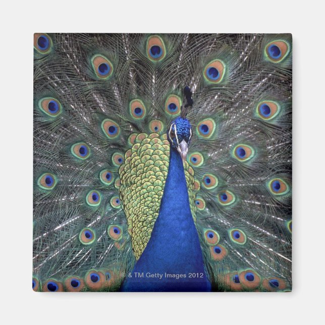 Imán Peacock (Frente)