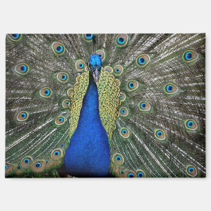 Imán Peacock en la fuente de la juventud