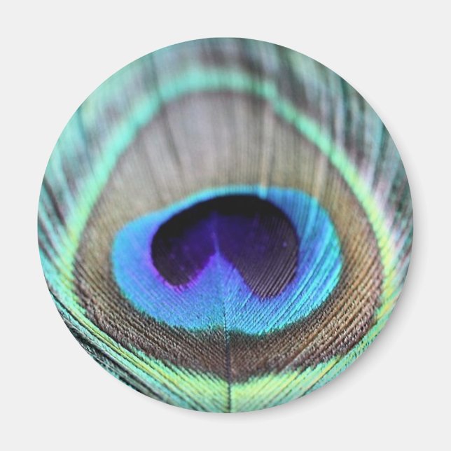 Imán Peacock Feather (Frente)