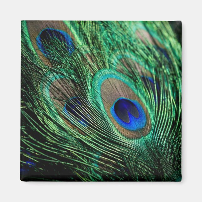 Imán Peacock Feather Lucky (Frente)