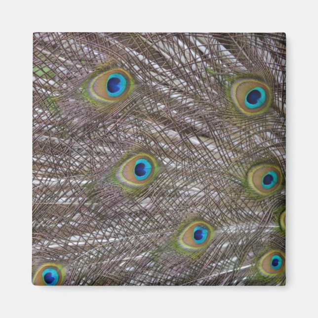 Imán Peacock Feathers (Frente)