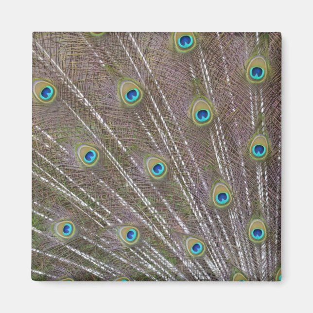 Imán Peacock Feathers (Frente)