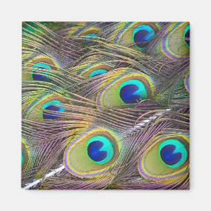 Imán Peacock Feathers