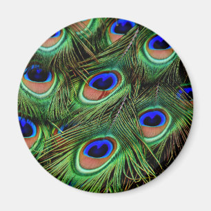 Imán Peacock Feathers
