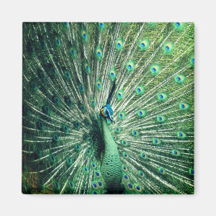 Imán Peacock Strut