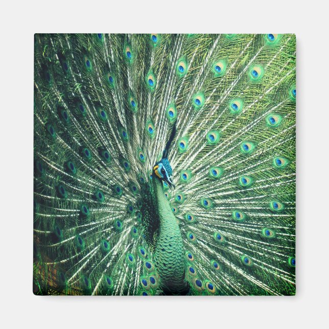 Imán Peacock Strut (Frente)