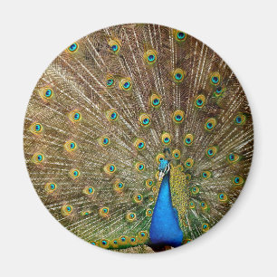 Imán Peacock Tail Feathers