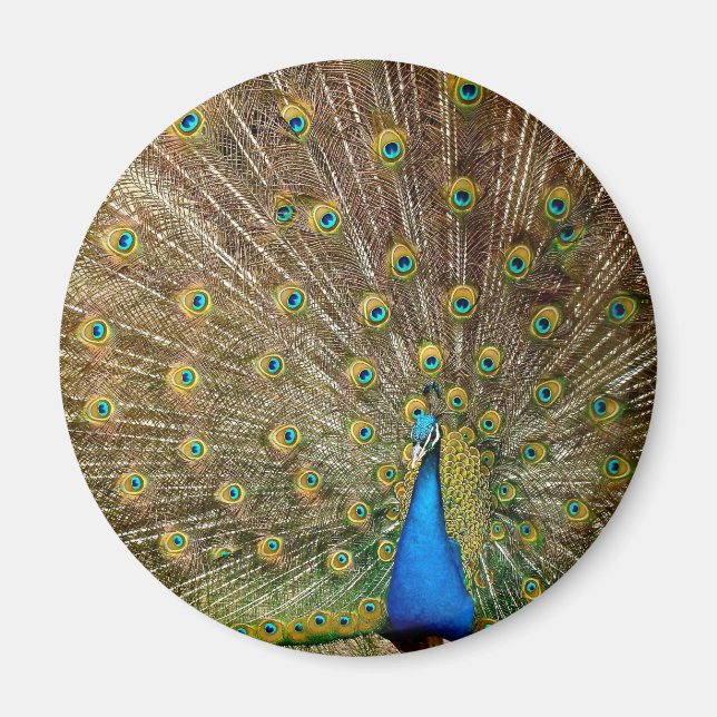 Imán Peacock Tail Feathers (Frente)