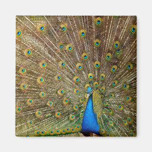 Imán Peacock Tail Feathers