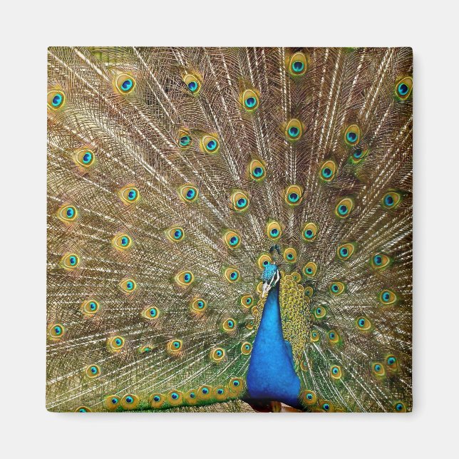Imán Peacock Tail Feathers (Frente)