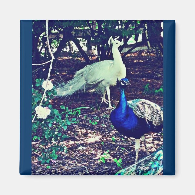Imán Peacocks vintage (Frente)