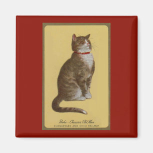 Imán Peake, anciano de Chessie, gato parlanchín