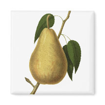 Pear de fruta botánico