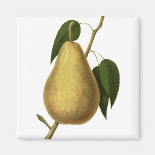 Imán Pear de fruta botánico