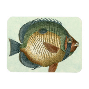 Imán Peces coloridos
