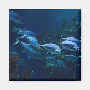 Imán Peces de Acuario Geniales Agua Oscura